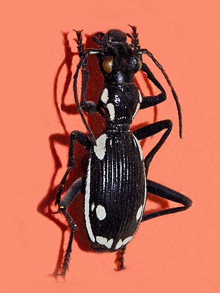 <i>Anthia sexmaculata</i> Species of beetle