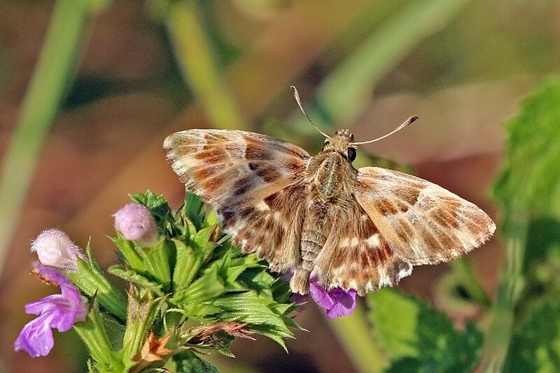 File:Carcharodus sp. - Bulgaria.jpg