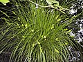 Carex elongata at Brownheath Moss.jpg