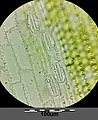 Bottom side of leaf with stomata