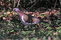 Caribbean Dove (Leptotila jamaicensis) (8082116136).jpg