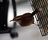 Carolina wren at bird feeder