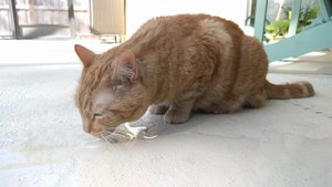 Cat lapping water off ground in slow motion.gk.webm