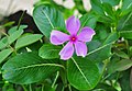 * Nomination Catharanthus roseus flower. --JDP90 08:32, 28 August 2012 (UTC) * Promotion QI fot me. --JLPC 17:39, 28 August 2012 (UTC)