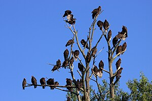 Urubu À Tête Rouge: Description, Écologie et comportement, Répartition et habitat