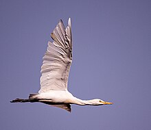 In flight near Netanya, Israel. Cattle egret-, in flight.jpg