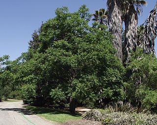 <i>Cedrela fissilis</i> Species of tree