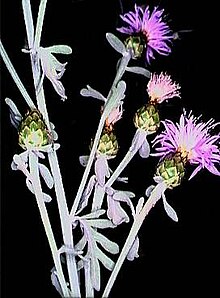 Centaurea busambarensis.jpg