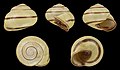 * Nomination Shell of a Grove snail, Cepaea nemoralis --Llez 07:21, 31 December 2020 (UTC) --Llez 07:21, 31 December 2020 (UTC) * Promotion  Support Good quality. --Ercé 07:22, 31 December 2020 (UTC)