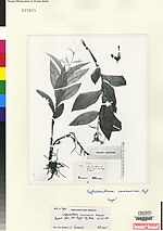Vignette pour Cephalanthera caucasica