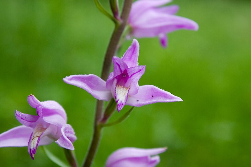 File:Cephalanthera rubra 2(loz).jpg