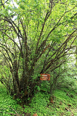 <i>Prunus yunnanensis</i> Species of tree