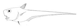 Cetonurus globiceps