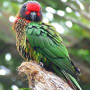 Sebuah burung beo hijau dengan merah di dahi, garis-garis kuning pada bagian bawah, dan bawah coklat