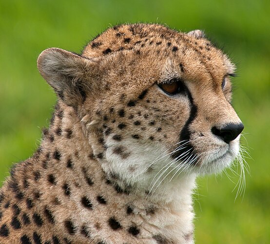 Гепард (Acinonyx jubatus) в зоопарке Уипснейд, Великобритания