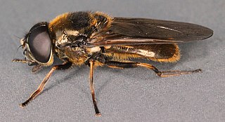 <i>Cheilosia fraterna</i> Species of fly