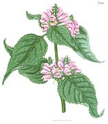 Chelone lyonii