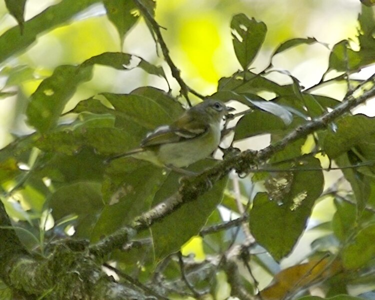 File:Chestnut-fronted Shrike-Babbler (Pteruthius aenobarbus)-3.jpg