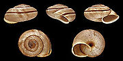 Thumbnail for Chilostoma cingulatum