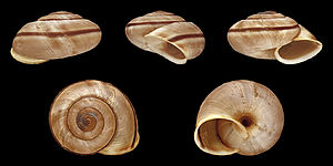 Chilostoma cingulatum baldense 01.jpg