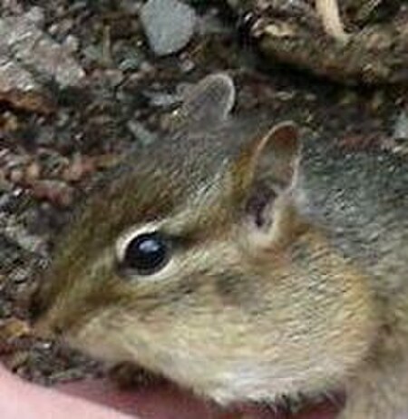 ไฟล์:Chipmunk cheek pouch closeup.jpg