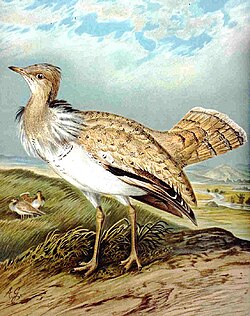 Depiction of a houbara bustard Chlamydotis macqueenii NAUMANN.jpg