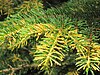 Chrysomyxa rhododendri on Picea abies.jpg