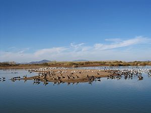 Cibola nwr waterfowl.jpg