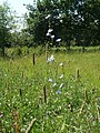 Cichorium intybus