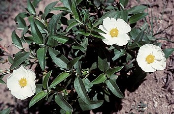 <center>Cistus laurifolius</center>