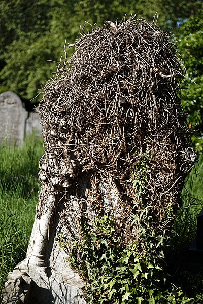 File:City of London Cemetery overgrown gravestone ivy 3 darker.jpg