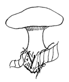 Clitocybe nebularis drawing.png