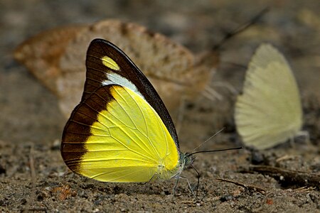 Ventral view (Male)