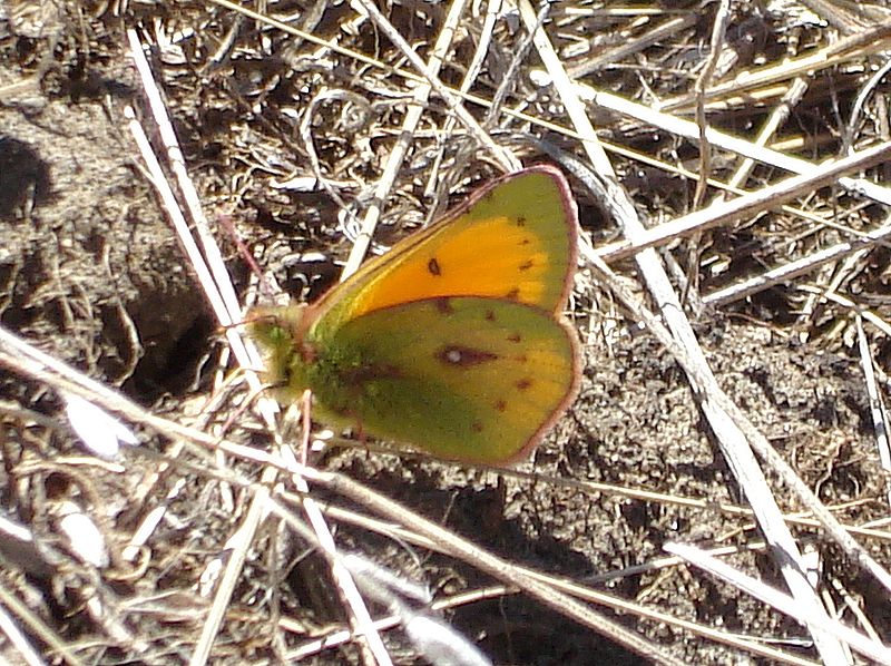 File:Clouded Yellow - Flickr - gailhampshire.jpg