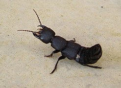 The Fascinating World of the Devil's Coach Beetle: A Comprehensive Guide