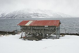 Cod hung for drying in Lyngen fjord, Norway