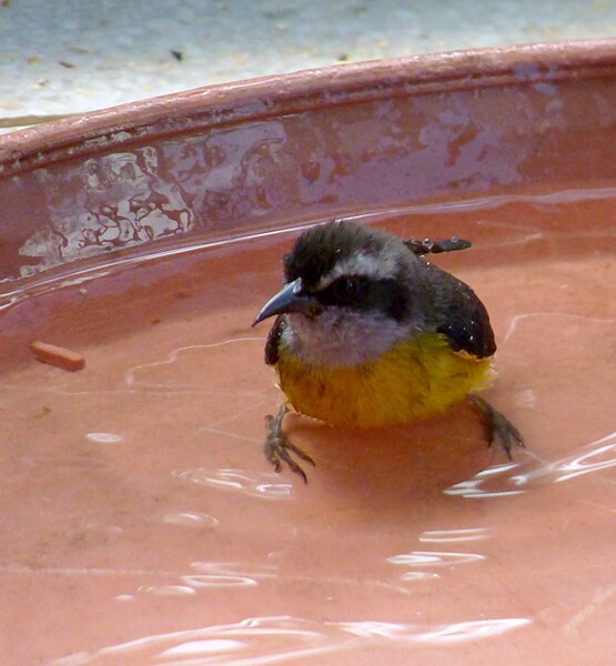 File:Coereba flaveola (Mielero común) - Flickr - Alejandro Bayer (8).jpg