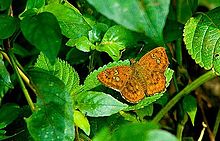 Fulvous pied flat Coladenia dan.JPG