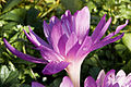 * Nomination Colchicum autumnale with morning's dew --Twdragon 19:06, 13 October 2008 (UTC) * Decline Wrong id and over-categorized. Lycaon 05:53, 15 October 2008 (UTC)