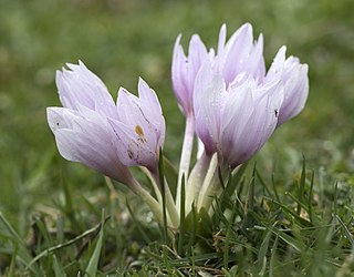 <i>Colchicum szovitsii</i> Species of flowering plant