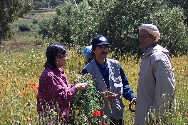 Two conservationists collecting indigenous knowledge on cultural practices that favour CWR populations, from a farmer near Fes, Morocco.