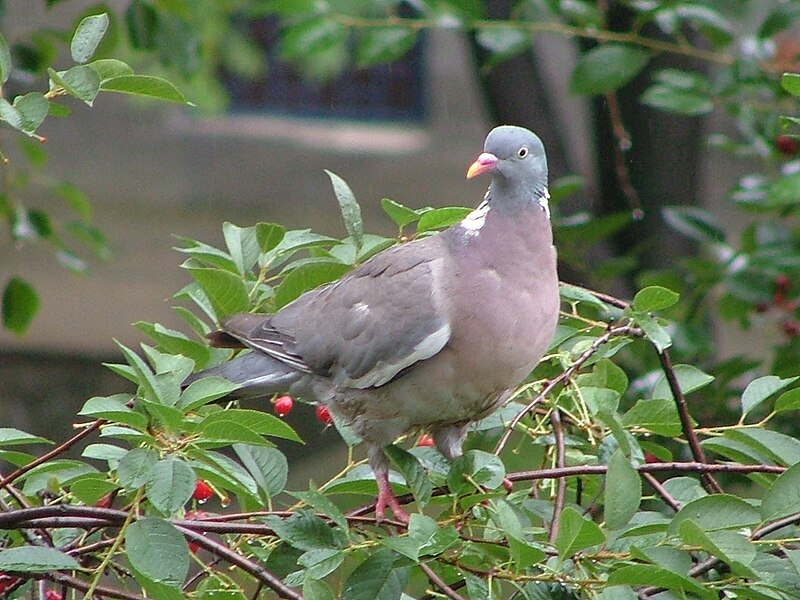 File:Columba palumbus C.JPG