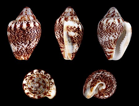 Columbella rustica