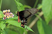 Umum rose (Pachliopta aristolochiae aristolochiae) underside.jpg