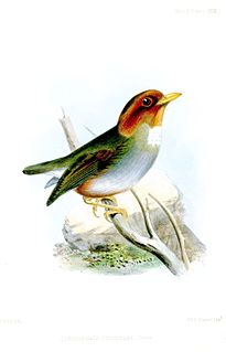 <span class="mw-page-title-main">Hooded antpitta</span> Species of bird