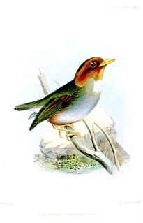 Hooded antpitta Species of bird