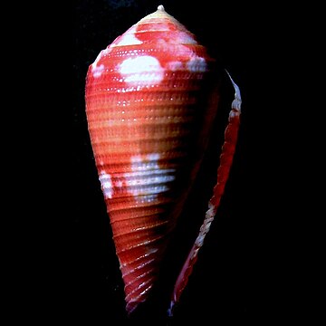 Conus pertusus