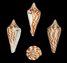 Conus scalaris 001.jpg