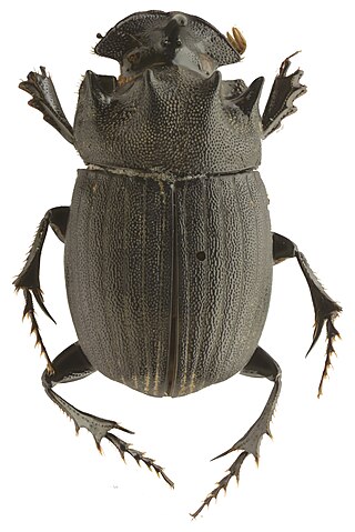<i>Copris caobangensis</i> Species of beetle