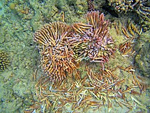 Corail fracassé.jpg